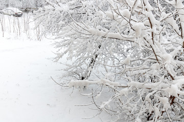 The branches of the trees are covered with fluffy white snow. Texture of  snow. Winter landscape.
