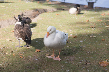 geese on the lake