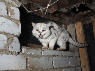 Scary sick cat in a dirty basement