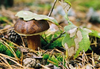 Fototapeta premium mushroom in forest