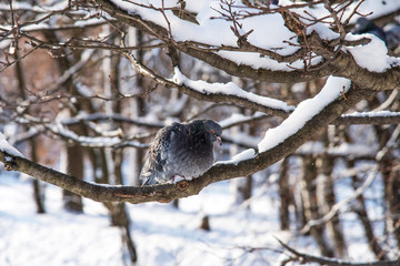 A lonely gray dove sits on the snowy branch. Snowy forest background.