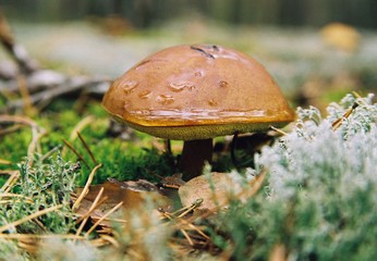 mushroom in forest