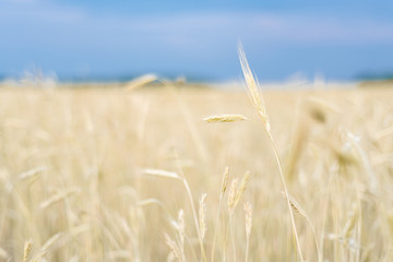 Obraz premium field, wheat, ears, sky, bokeh
