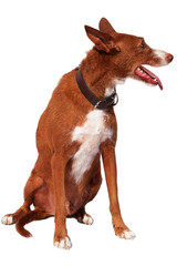 Andalusian Podenco sitting, isolated on white, large wirehaired brown and white Spanish dog.