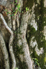 Summer natural fantasy landscape in rainforest, beautiful intertwined