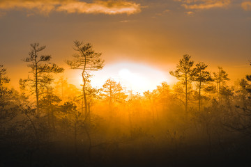 Fototapeta na wymiar Colorful sunrise at swamp covered in fog. Wooden trail leading through the swamp. Sunshine through the thick mist with tree silhouettes at Cenas Tīrelis in Latvia. Early morning delight. 