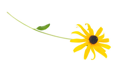 Black eyed susan- rudbeckia flower isolated on white background.  - obrazy, fototapety, plakaty