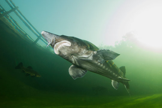 The biggest fish Beluga, Huso huso swimming in the river. Underwater photography. Freshwater fish sturgeon swimming in the nature. Fish in tank. Nice background. Live in the sea. Great Sturgeon.
