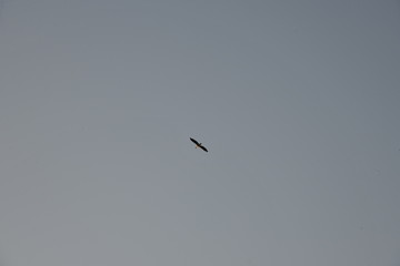 vogel raubvogel kreist am himmel