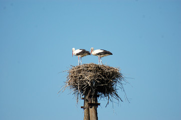 white stork in the nest