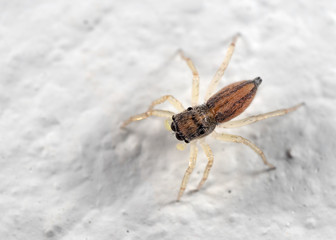 Macro Photo of Tiny Jumping Spider Isolated on White Wall