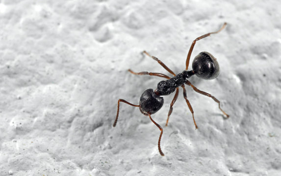 Macro Photo of Black Ant on The Floor