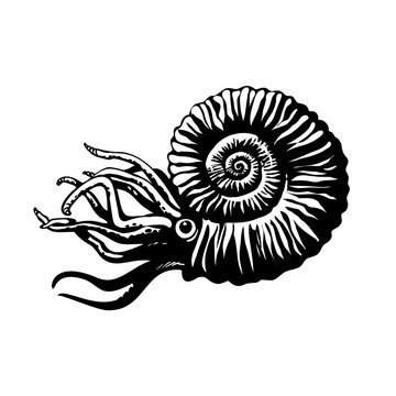 recommend clip art: Sketch of prehistoric ammonite. Extinct marine mollusc. Hand drawn vector illustration.