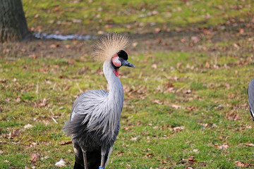 Südafrika-Kronenkranich