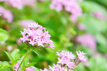 Purple flowers in the garden.