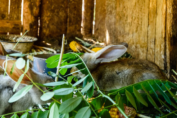 Little gray rabbits eating grass in a cage