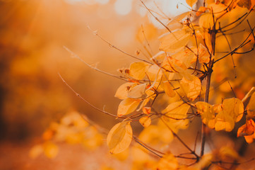 Yellow leaves on the tree at the soft warm sunset light. Concept of autumn