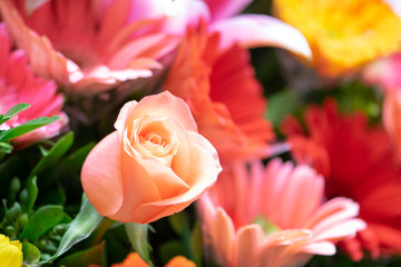 colorful flowers background