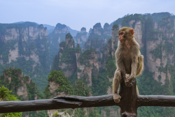 Monkey in Tianzi Avatar mountains nature park - Wulingyuan China