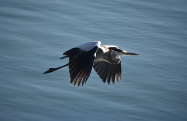 Heron in flight