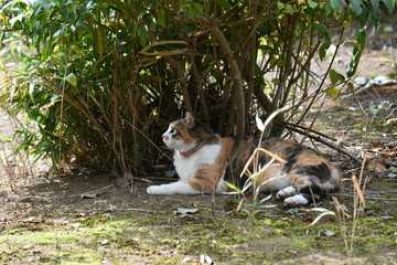 外猫