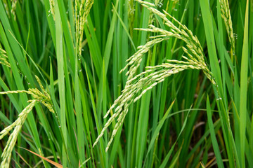 Fototapeta na wymiar Green ear of rice in paddy rice field.