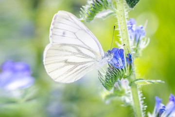 Ein Rapsweißling, Piers Napi, saugt mit seinem Rüssel Nektar
