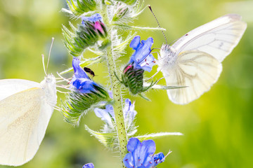 Ein Rapsweißling, Piers Napi, und ein Kleiner Kohlweißling, Pieris rapae,.bei der Nahrungsaufnahme