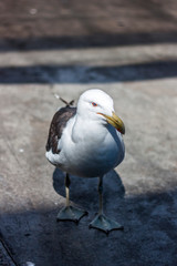 Herring gull portrait