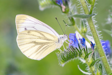 Ein Rapsweißling, Piers Napi, saugt mit seinem Rüssel Nektar