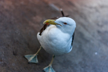 Herring gull portrait