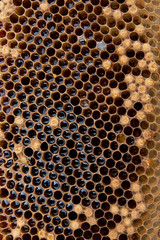 Close up view of honeycomb with honey on vintage background..