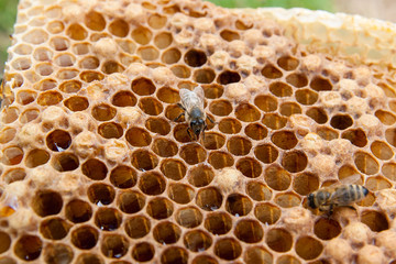 Close up view of the working bee on the honeycomb with sweet honey..