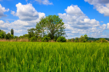 Natur im Sommer