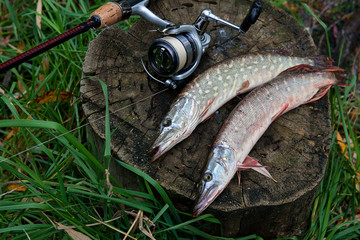 Freshwater pike fish lies on a wooden hemp and fishing rod with reel..