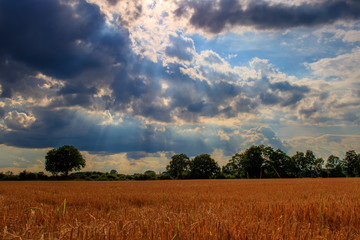 Obraz premium Sonnenstrahlen im Sommer