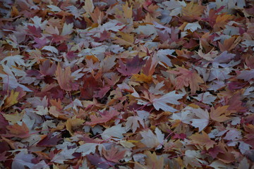 14.	Fall leaves in magical colors of pink, red, orange and yellow as you would see in Chicago. The leaves fill the picture like a carpet.