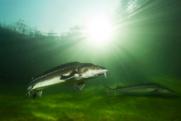 Freshwater fish Russian sturgeon, acipenser gueldenstaedti in the beautiful clean river. Underwater...