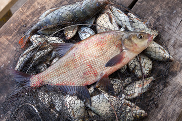 Trophy fishing. Big freshwater common bream fish on landing net..