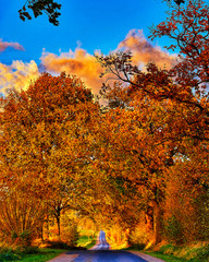 Fototapeta premium A beautiful avenue of trees and colorful clouds