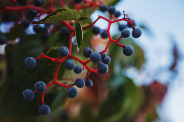 Branch of wild grapes on blurred summer background