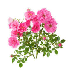 Two branches with small pink roses isolated on white background.