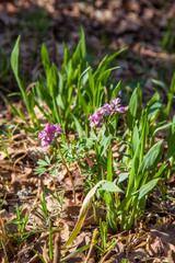Spring forest with blooming Corydalis cava flowers.