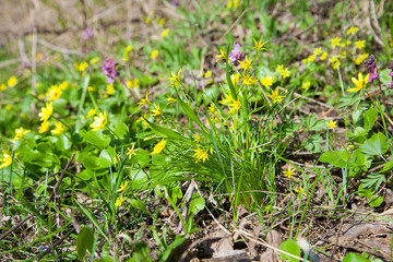 Gagea lutea, the Yellow Star-of-Bethlehem blooming in the spring forest. .