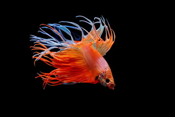 Fototapeta premium Siamese fighting fish, red fish, black background Betta splendens, Betta Fish, Halfmoon Betta.
