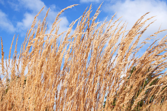 Calamagrostis varia grass or reeds against cloudy blue sky with sun shining on them