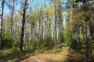 Birch trees with pine trees autumn forest