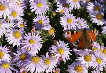 Floral background with butterfly.