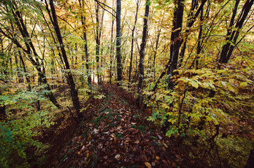 autumn colors in natural forest