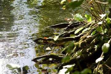 Wasserwurzeln, Baum, Fluß, Wurzel, Gewässer